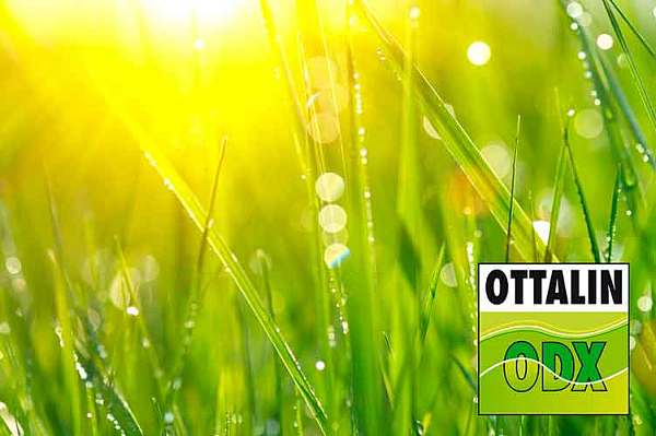 Лето - время и для ОТТАЛИН ОДХ!